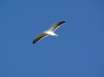 SX01606 Sea gull [Herring gull - Larus Argentatus].jpg